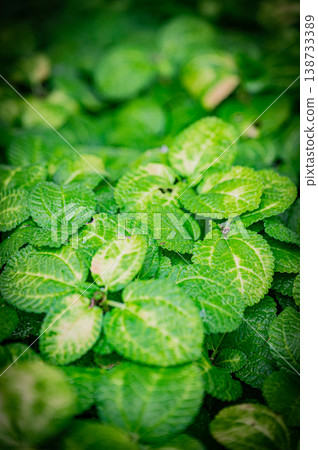 Plants and greenery at the Yurigahara Park greenhouse in Sapporo, Hokkaido 138733389
