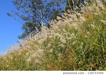 芒草秋景 芒草秋景 138733440