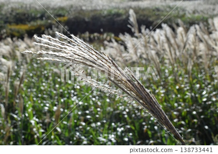 芒草秋景 芒草秋景 138733441