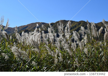 芒草秋景 芒草秋景 138733442