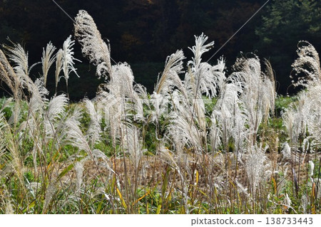 Miscanthus autumn scenery Miscanthus autumn scenery 138733443