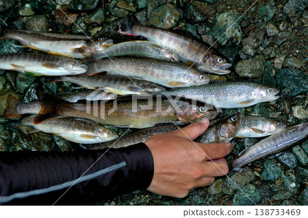 Catch of mountain stream fishing Catch of mountain stream fishing 138733469
