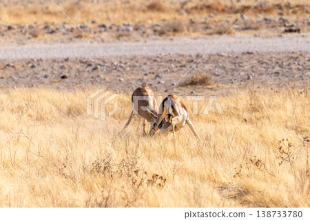 Two fighting impalas 138733780