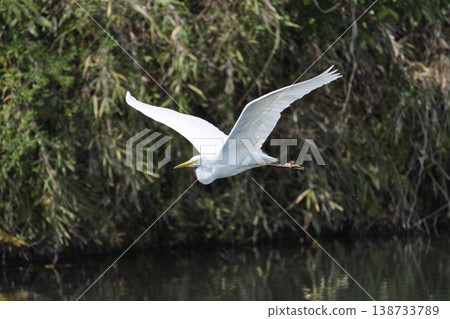 Herons flying around near the water's edge in Sendai City, Miyagi Prefecture. Herons flying around near the water's edge in Sendai City, Miyagi Prefecture. 138733789