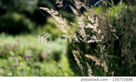 A walk on a sunny day through the Gorno-Altai Botanical Garden. A walk on a sunny day through the Gorno-Altai Botanical Garden. 138733886