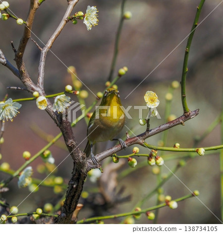 A Japanese white-eye perched on a plum tree, a scene that heralds the arrival of spring in Japan. A Japanese white-eye perched on a plum tree, a scene that heralds the arrival of spring in Japan. 138734105