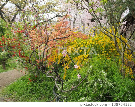 Haraya花園 Haraya花園 138734152