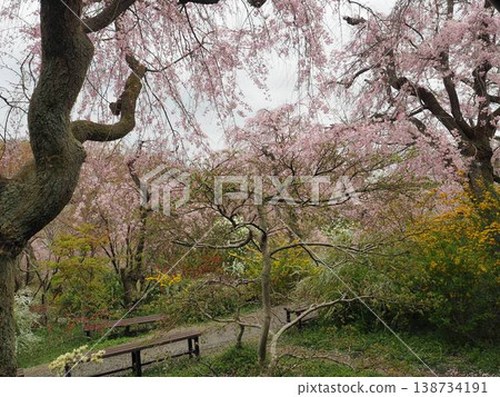 Haraya花園 Haraya花園 138734191