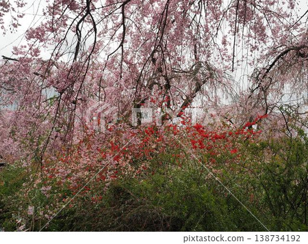 Haraya花園 138734192
