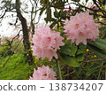 Haraya花園 138734207