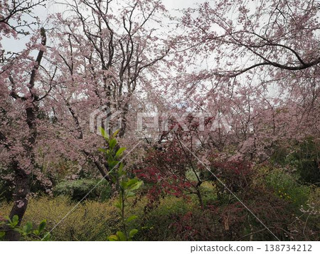 Haraya花園 138734212