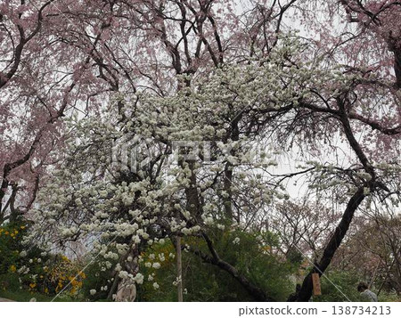 Haraya花園 Haraya花園 138734213