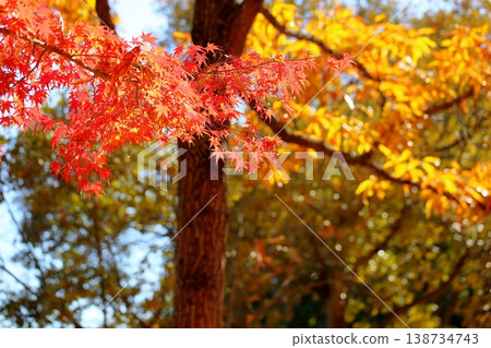 Colored maple leaves 138734743