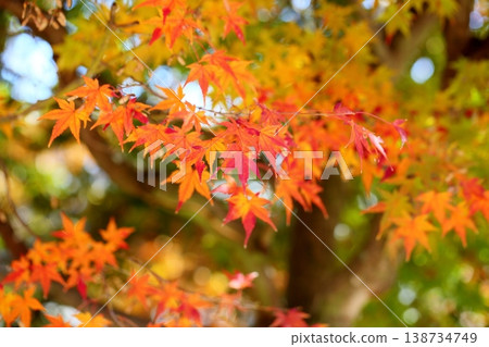 The maple leaves are vividly colored. The maple leaves are vividly colored. 138734749