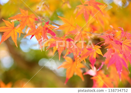 The maple leaves are vividly colored. The maple leaves are vividly colored. 138734752