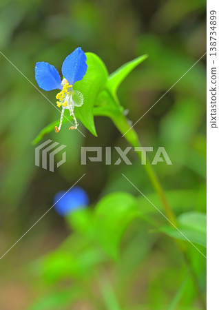 伊豆半島、伊豆山脊步道、伽藍山、鴨跖草 伊豆半島、伊豆山脊步道、伽藍山、鴨跖草 138734899