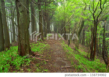 Izu Peninsula, near Garansan on the Izu Mountain Ridge Trail, a hiking trail through the summer forest. 138734902