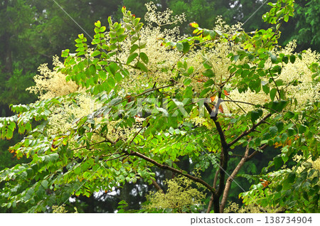 伊豆半島,伊豆山脊步道上的加蘭山附近,生長著一棵刺五加樹(Aralia elata tree)。 伊豆半島,伊豆山脊步道上的加蘭山附近,生長著一棵刺五加樹(Aralia elata tree)。 138734904
