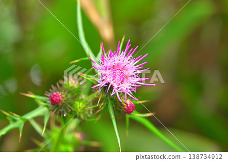 Izu Peninsula, Izu Mountain Ridge Trail, near Funahara Pass: Japanese Thistle (Cirsium japonicum) Izu Peninsula, Izu Mountain Ridge Trail, near Funahara Pass: Japanese Thistle (Cirsium japonicum) 138734912