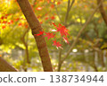 日式風格的秋葉（楓葉），有背景。 138734944