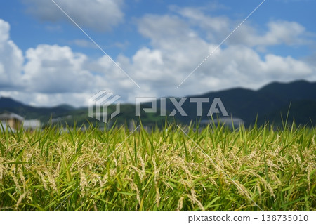 收割附近的稻穗和山 收割附近的稻穗和山 138735010