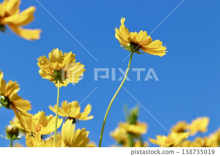 藍天與大花金雞菊 - 3 138735019