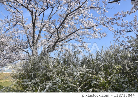Furusato Cherry Blossom Corridor Furusato Cherry Blossom Corridor 138735044