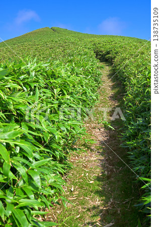 The Izu Mountain Ridge Trail on the Izu Peninsula: A hiking trail to Mt. Daruma, a summer grassland landscape. The Izu Mountain Ridge Trail on the Izu Peninsula: A hiking trail to Mt. Daruma, a summer grassland landscape. 138735109