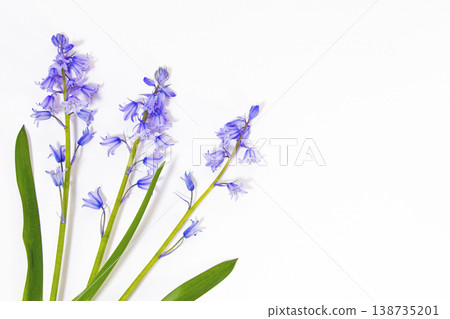 藍鈴花背景素材 藍鈴花背景素材 138735201