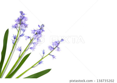 Spanish Bluebell Frame Spanish Bluebell Frame 138735202