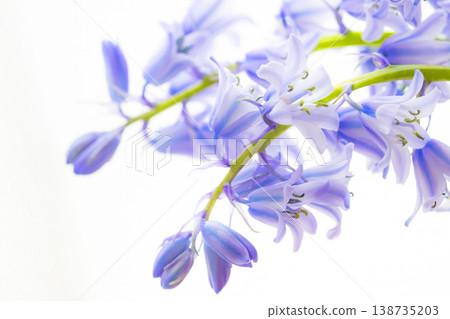 白色背景上的西班牙藍鈴花 白色背景上的西班牙藍鈴花 138735203