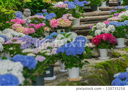 This is a photograph of hydrangeas at Oka-dera Temple, the seventh temple on the Saigoku Kannon Pilgrimage, located in Asuka Village, Nara Prefecture. This is a photograph of hydrangeas at Oka-dera Temple, the seventh temple on the Saigoku Kannon Pilgrimage, located in Asuka Village, Nara Prefecture. 138735258