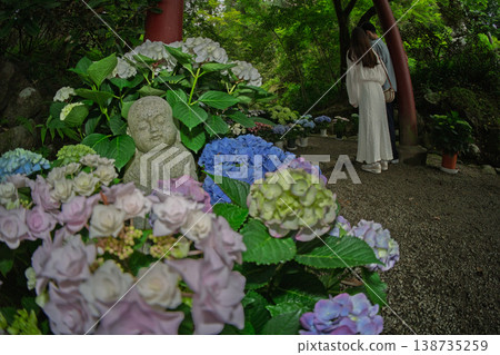This is a photograph of hydrangeas at Oka-dera Temple, the seventh temple on the Saigoku Kannon Pilgrimage, located in Asuka Village, Nara Prefecture. 138735259