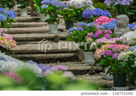 This is a photograph of hydrangeas at Oka-dera Temple, the seventh temple on the Saigoku Kannon Pilgrimage, located in Asuka Village, Nara Prefecture. This is a photograph of hydrangeas at Oka-dera Temple, the seventh temple on the Saigoku Kannon Pilgrimage, located in Asuka Village, Nara Prefecture. 138735260