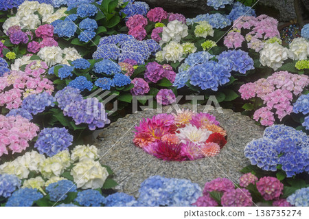 This is a photograph of hydrangeas at Oka-dera Temple, the seventh temple on the Saigoku Kannon Pilgrimage, located in Asuka Village, Nara Prefecture. This is a photograph of hydrangeas at Oka-dera Temple, the seventh temple on the Saigoku Kannon Pilgrimage, located in Asuka Village, Nara Prefecture. 138735274