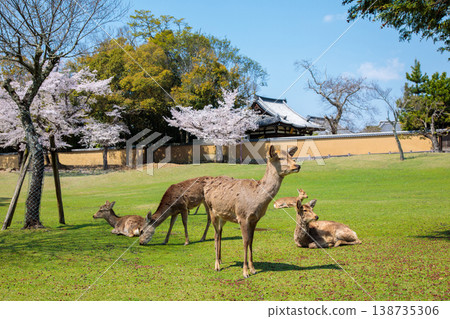 一群鹿在東大寺的庭院裡悠閒地休息。 一群鹿在東大寺的庭院裡悠閒地休息。 138735306