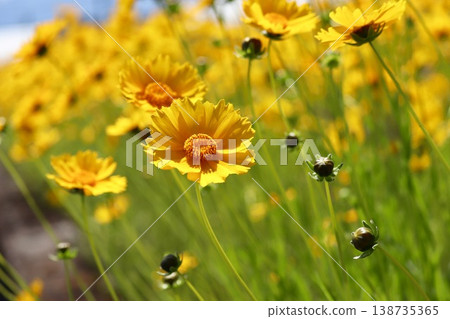 簇生的大花金雞菊 - 1 138735365