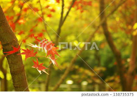 Autumn leaves ② Maple leaves Autumn Japan Japanese style With background 138735375