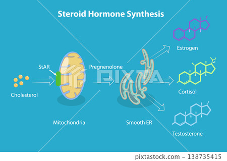 3D Isometric Flat Vector Illustration of Synthesis Of Steroid Hormones In The Body, Educational Diagram 3D Isometric Flat Vector Illustration of Synthesis Of Steroid Hormones In The Body, Educational Diagram 138735415
