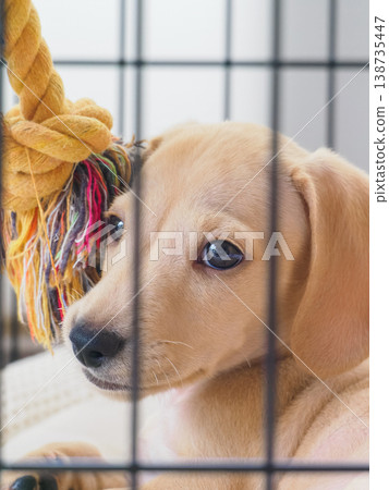 Puppy's miniature dachshund Puppy's miniature dachshund 138735447