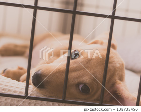 一隻小狗躺著，看著鏡頭。 138735450