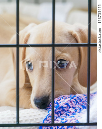 Puppy looking up Puppy looking up 138735453