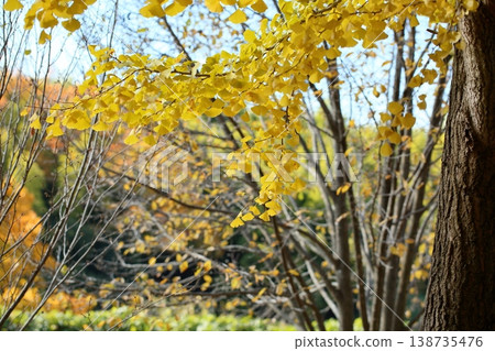 Refreshing, radiant ginkgo leaves Refreshing, radiant ginkgo leaves 138735476