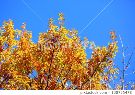 Fresh, colorful oak leaves Fresh, colorful oak leaves 138735478