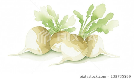 一幅色彩柔和的水彩插畫，描繪了一個新鮮多汁的蘿蔔。這是一幅筆觸細膩、充滿自然氣息的蔬菜插畫。 138735599