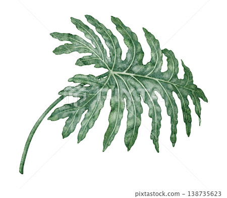 Watercolor tropical leaf Philodendron selloanum botanical illustration. Hand drawn green plant with realistic texture. Garden graphic floral design. Nature greenery element for indoor shrub template. Watercolor tropical leaf Philodendron selloanum botanical illustration. Hand drawn green plant with realistic texture. Garden graphic floral design. Nature greenery element for indoor shrub template. 138735623