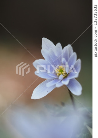 A close-up of the spring fairy, the snow anemone flower. A close-up of the spring fairy, the snow anemone flower. 138735632