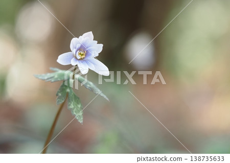 Spring Fairy Yukiwari Ichige 138735633