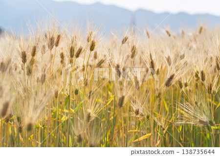 Barley that shines golden in early summer during harvest season. Barley that shines golden in early summer during harvest season. 138735644