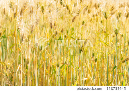 Barley that shines golden in early summer during harvest season. Barley that shines golden in early summer during harvest season. 138735645